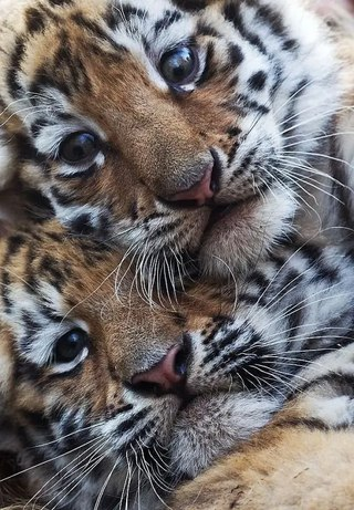 Kittens..... - Cat family, Tiger