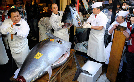 Some facts about tuna - Tuna, , Facts, Humor, Informative, Video, Longpost