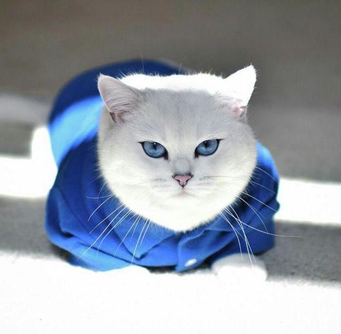 When I bought a shirt to match the color of my eyes - cat, Shirt, Eyes, Cobythecat, The photo, Clothes for animals