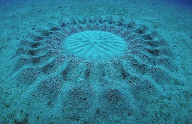 Architect fish (white-spotted pufferfish) making patterns on the seabed - , Pufferfish, Nature, Longpost