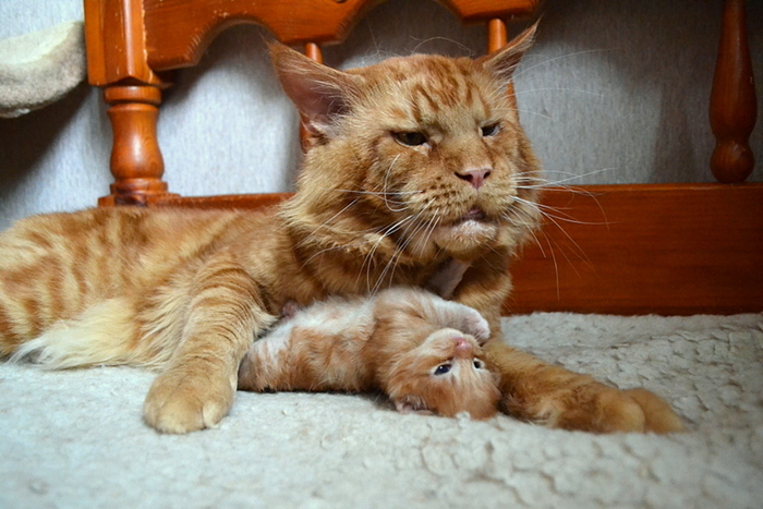 A cat with a kitten. Mustachioed Nian - cat, Maine Coon, Milota, , Video, Longpost