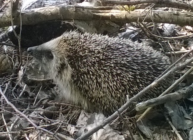 Mushrooms and hedgehog - My, Mushrooms, Hedgehog, Smolensk region, Morel hat, Longpost