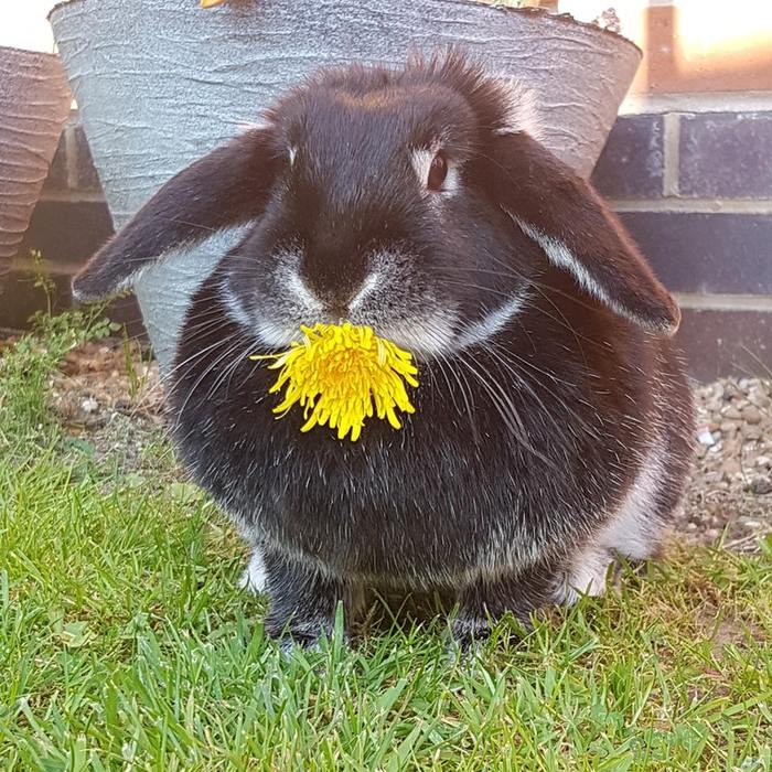 It took a lot of time and dandelions, but the photo was worth it - Rabbit, Animals, Milota, Reddit, Dandelion, Flowers, The photo