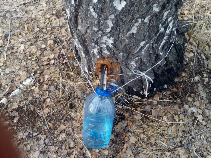 Ходил проверить березовый сок. | Пикабу
