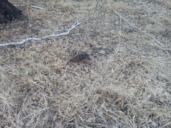 Ходил проверить березовый сок. | Пикабу