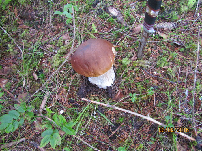 Mushroom Norway. - My, , Cleaver, Forest, Longpost