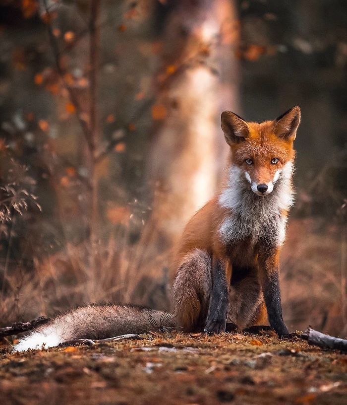 Foxes and foxes in all their glory! - Fox, The photo, Longpost, Animals, Fox cubs