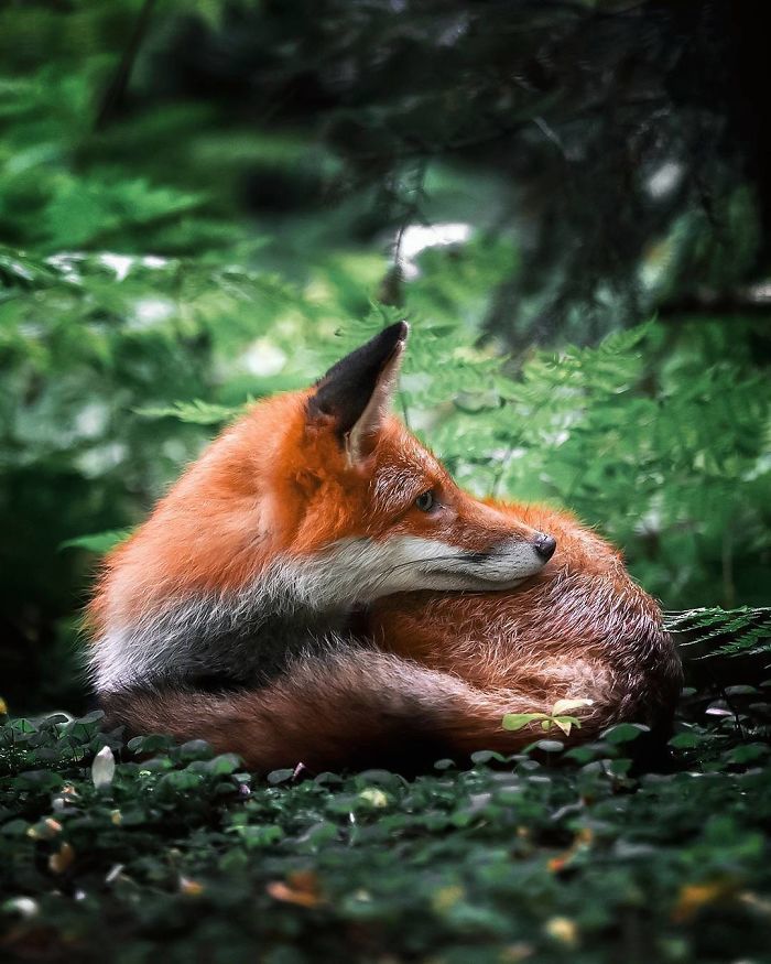 Foxes and foxes in all their glory! - Fox, The photo, Longpost, Animals, Fox cubs