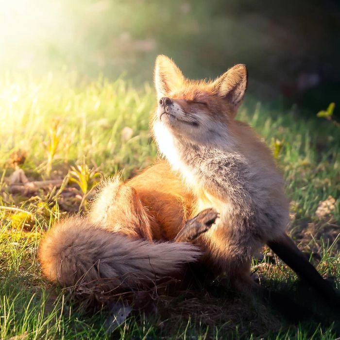 Foxes and foxes in all their glory! - Fox, The photo, Longpost, Animals, Fox cubs