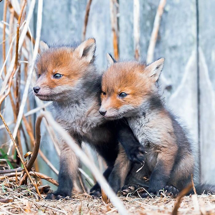 Foxes and foxes in all their glory! - Fox, The photo, Longpost, Animals, Fox cubs