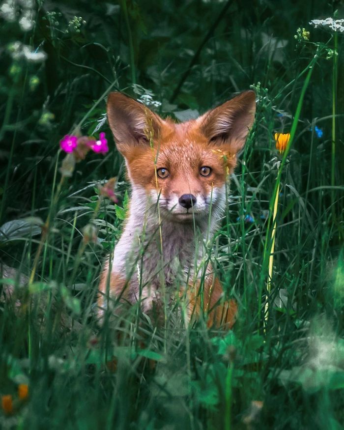 Foxes and foxes in all their glory! - Fox, The photo, Longpost, Animals, Fox cubs