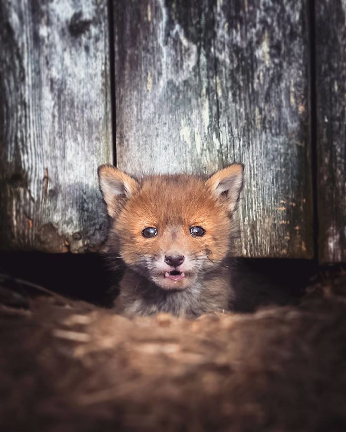 Foxes and foxes in all their glory! - Fox, The photo, Longpost, Animals, Fox cubs