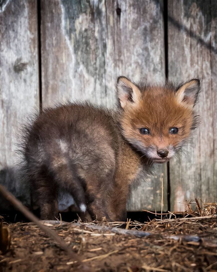 Foxes and foxes in all their glory! - Fox, The photo, Longpost, Animals, Fox cubs