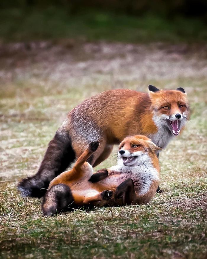 Foxes and foxes in all their glory! - Fox, The photo, Longpost, Animals, Fox cubs