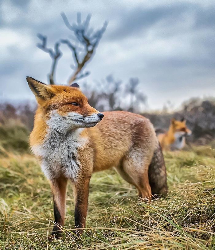 Foxes and foxes in all their glory! - Fox, The photo, Longpost, Animals, Fox cubs