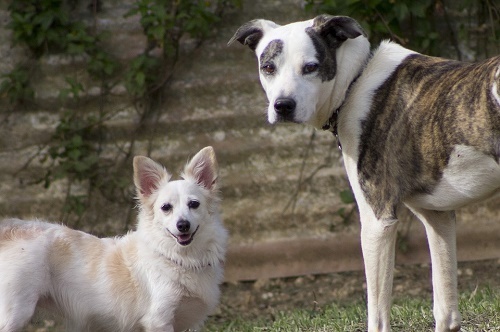 Why You Shouldn't Keep a Big Dog in the City - My, Town, Dog, , Attack, Passerby, Master, Teeth, Jaws, Longpost