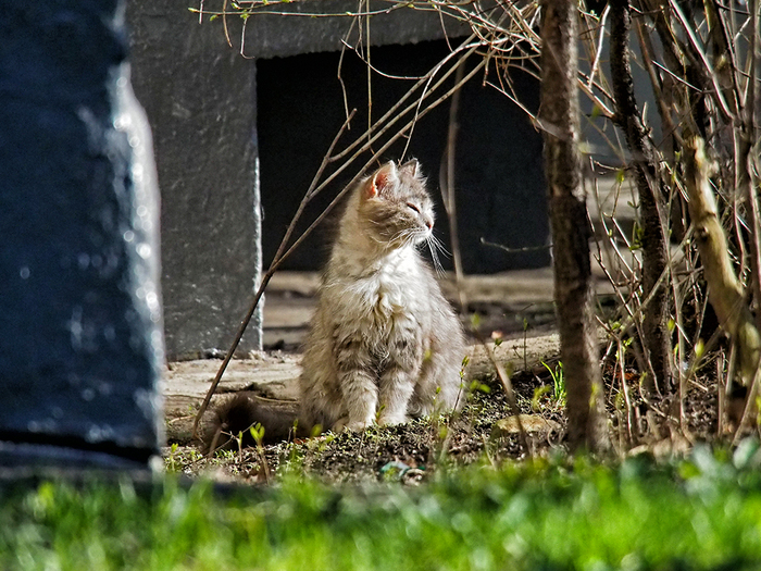 Ветер восточный - Моё, Моё, Кот, Весна