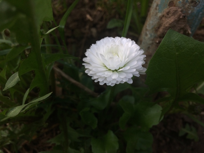 Белый одуванчик