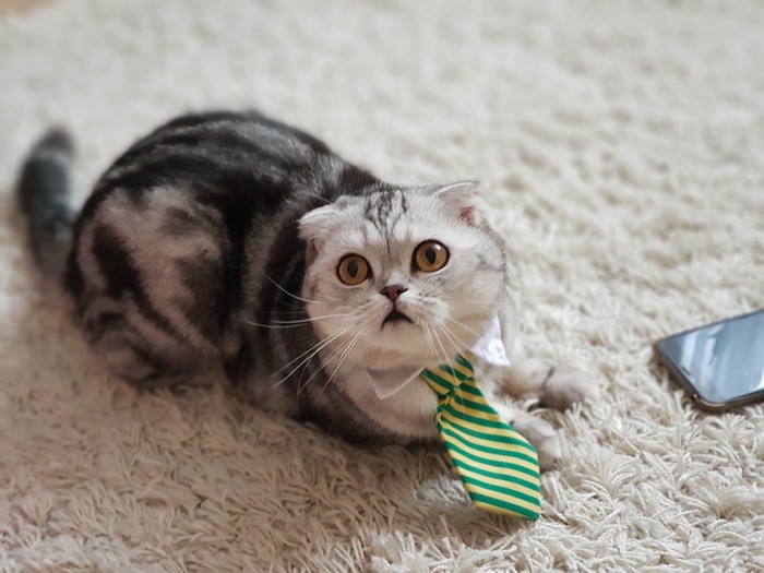 Cat - My, Pets, Portrait, cat