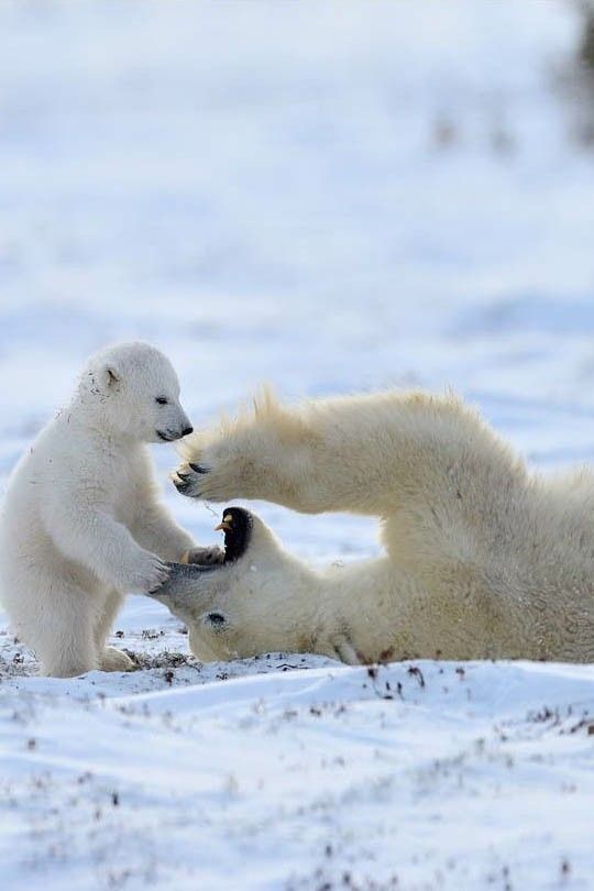 At the dentist's office - The photo, The Bears, Polar bear, Young, Snow, Dentist, Wild animals, wildlife