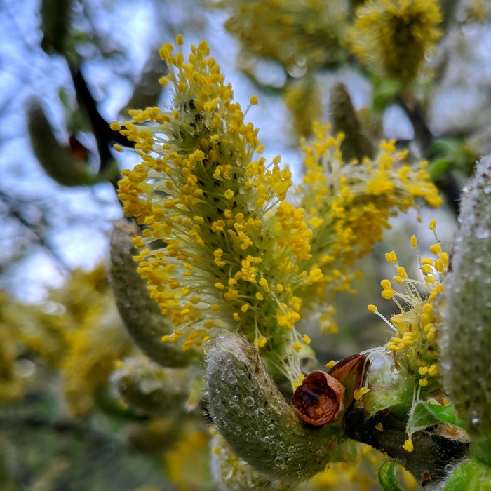 stamens-pistils - My, Mobile photography, LG G6, Pistils, Spring, Botanical Garden, Longpost