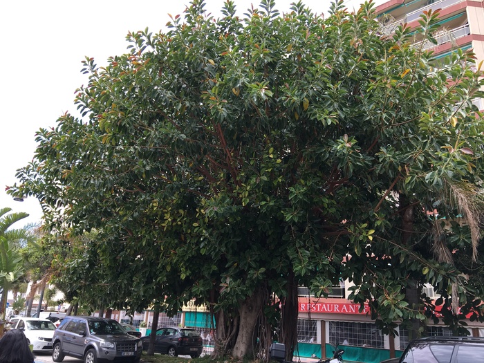 This is what ficus looks like in natural conditions - My, Plants, Spain, Ficus, Tree, Astonishment, Nature