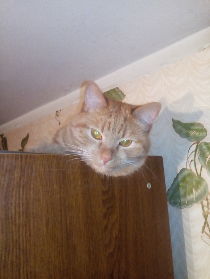 Ну привет... Еду принёс?