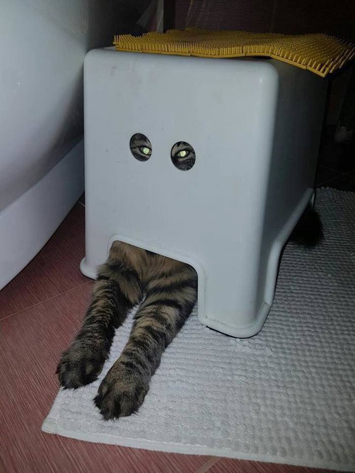 kubokot - cat, Disguise, Surveillance