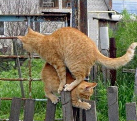 Oncoming traffic on a single lane road - cat, The photo, Longpost