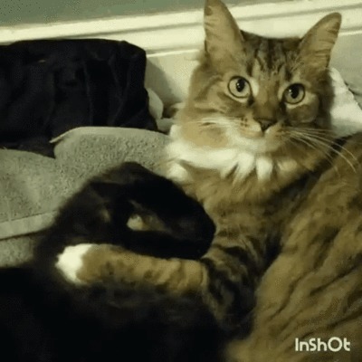 Кошачьи нежности