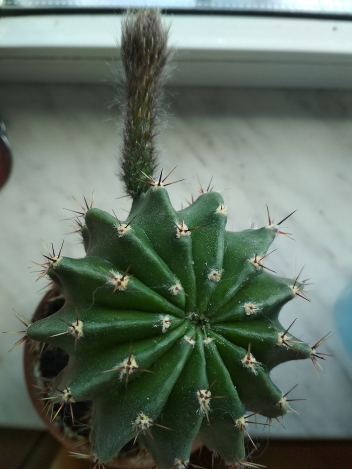 cactus flowers - My, Cactus, Flowers, Suddenly, Longpost