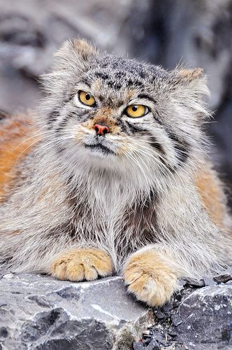 Pallas cat - manul and his faces - cat, Amazing, Fluffy, Oddities, Longpost