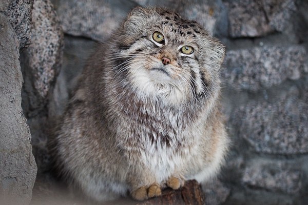 Pallas cat - manul and his faces - cat, Amazing, Fluffy, Oddities, Longpost