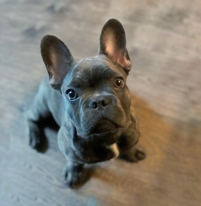 Just a dog - Dog, Milota, Puppies, French Bulldog