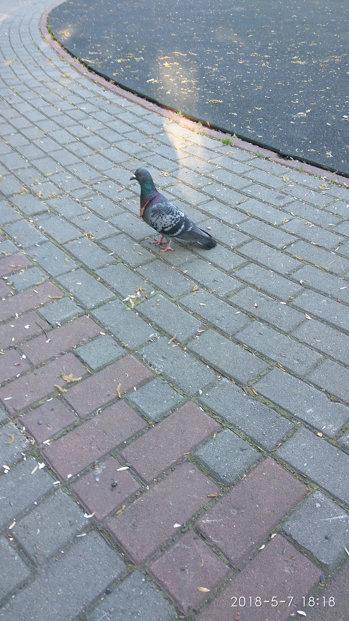 sausage brother - My, Pigeon, The park, Sausage, Longpost