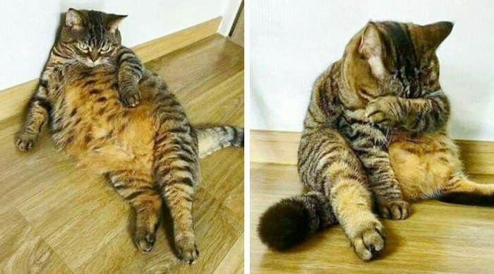 He told the cat that it would not hurt him to lose weight. - cat, The photo, 