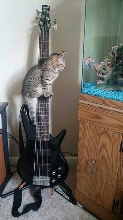 Fish, do you want me to play for you? - The photo, cat, A fish, Aquarium, Guitar