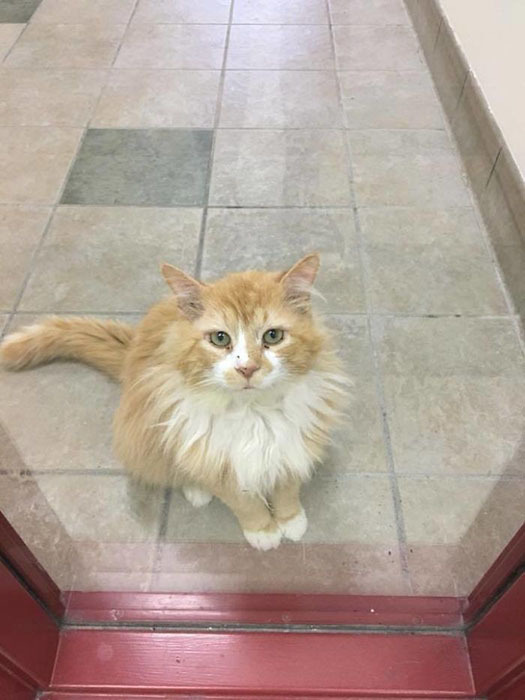 Toby the cat traveled 20 kilometers to return to the family who decided to euthanize him - Longpost, cat, Toby, Return