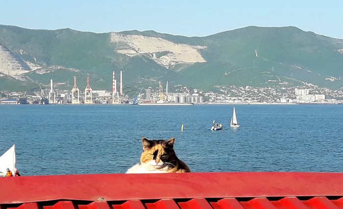 Captain Matroskin - My, cat, Novorossiysk, Sea, Embankment, Spring, Mood, Relax, The photo