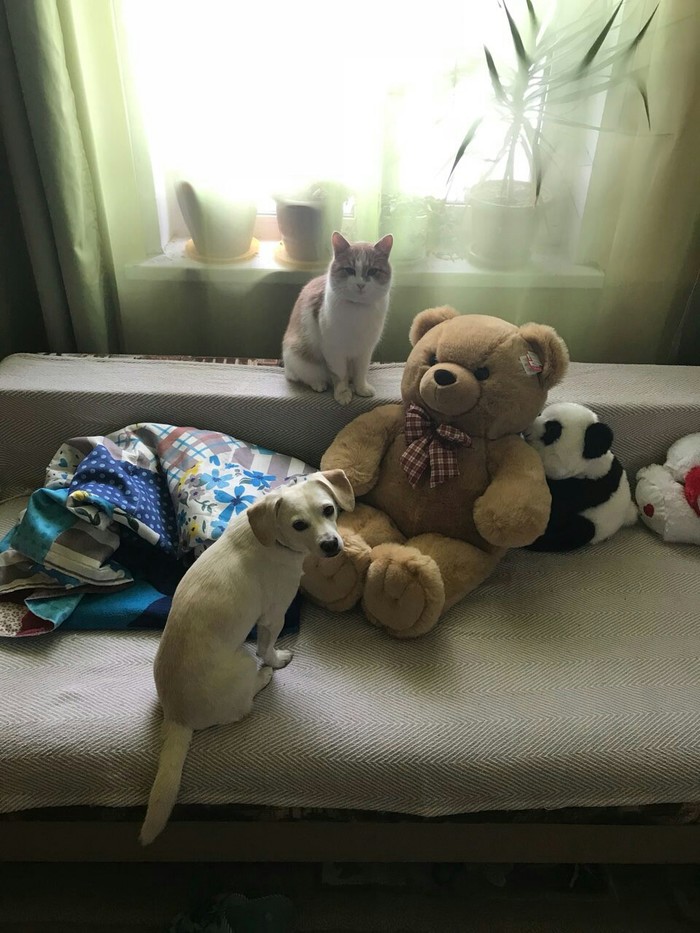 Stuffed Toys - My, cat, Dog, Soft toy, Optical illusions, Milota
