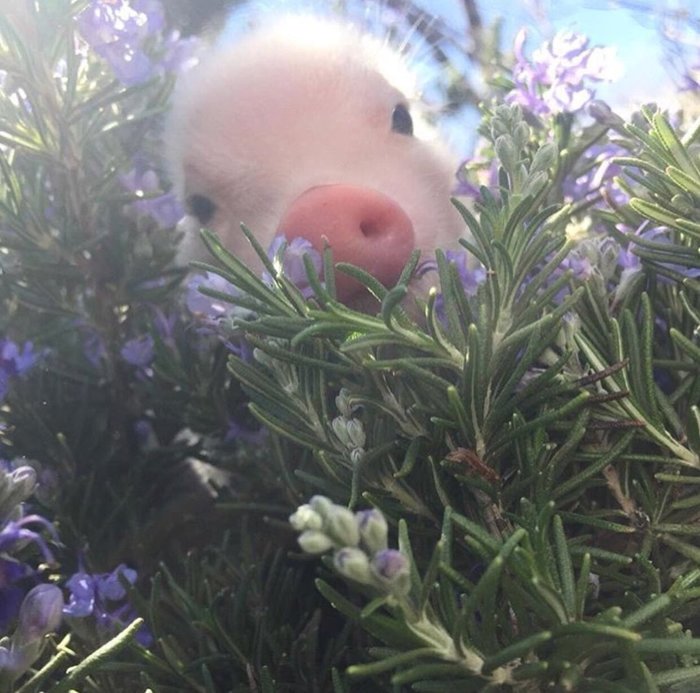 Even pigs are cute and beautiful - , Nature, Animals, Pets, Piglets, Pig