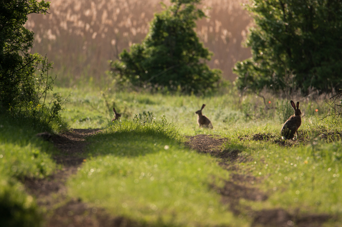 Six ears. - My, My, The photo, Hare, Nature, Animals