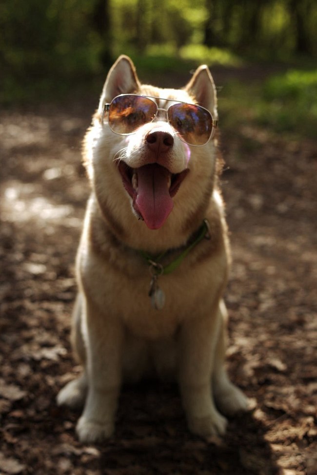 Smiling dog =) - My, Dog, Husky, Siberian Husky, Sunglasses