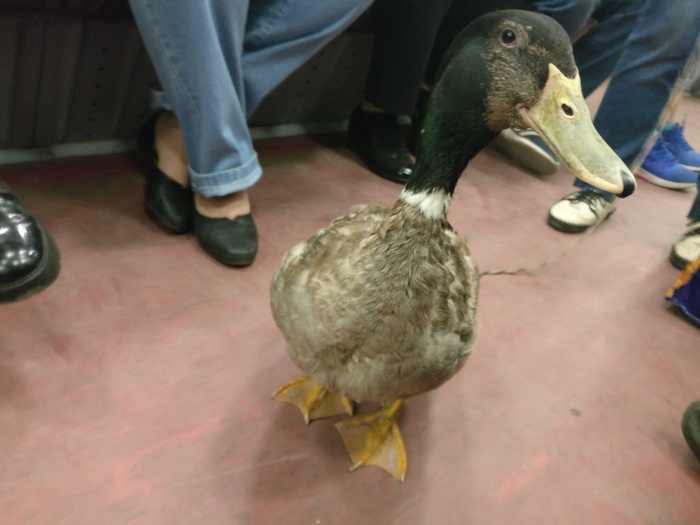 Nothing out of the ordinary, just a duck on the subway - My, Duck, Metro, Saint Petersburg, Birds, The photo, Public transport