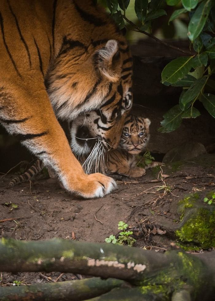 Mother tiger gently nudges the cub to walk on its own - Tiger, The photo, Animals, Cat family