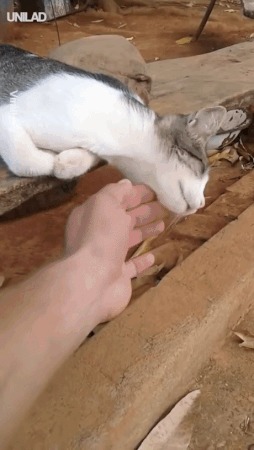 Эй, коот! Ты здох?