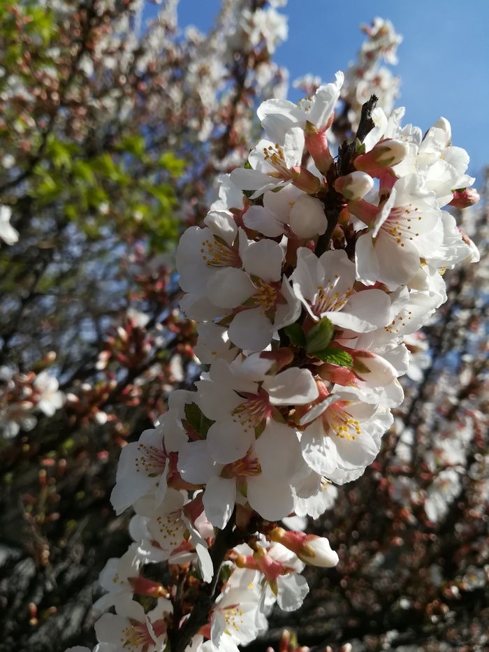 Cherry. - My, Flowers, Spring