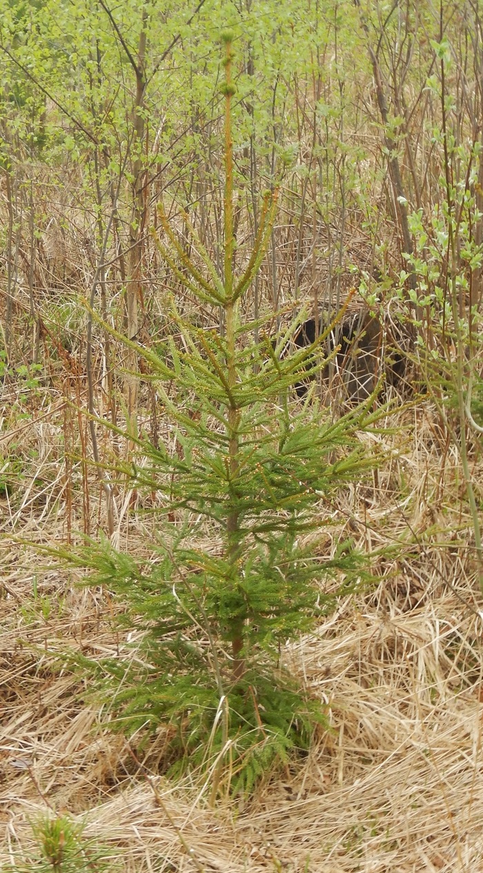 Planted in May 2012 near Fryanovo near Moscow, the seedlings ate six years later - My, Moscow region, Forest, Tree, The photo, Cool, Saplings, Nature, Fryanovo, Longpost