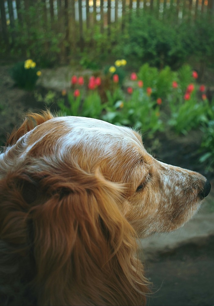 Summer is coming :) - My, Dog, Beginning photographer, Flowers, Nikon d3400, Longpost