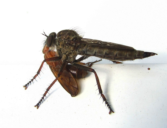 Завтрак ктыря.